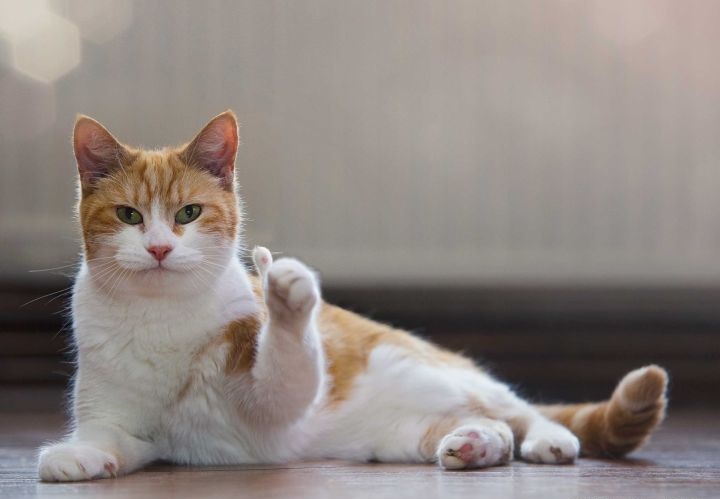 公认最好喝的五款啤酒单品,盘点十大公认最好喝的啤酒