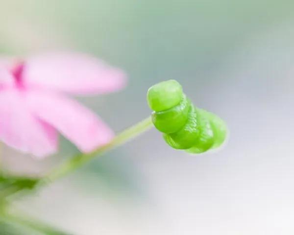 濯清涟而不妖的清的意思,濯清涟而不妖的濯字是什么意思