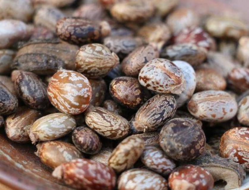 芝麻最早什么时候种,芝麻最早从哪里传入中国