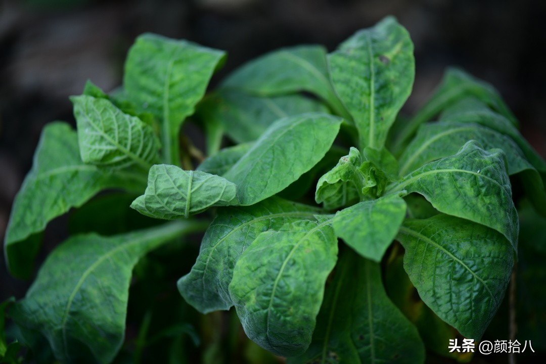 冬天开花的室外花卉盆栽,温室盆栽观花花卉植物