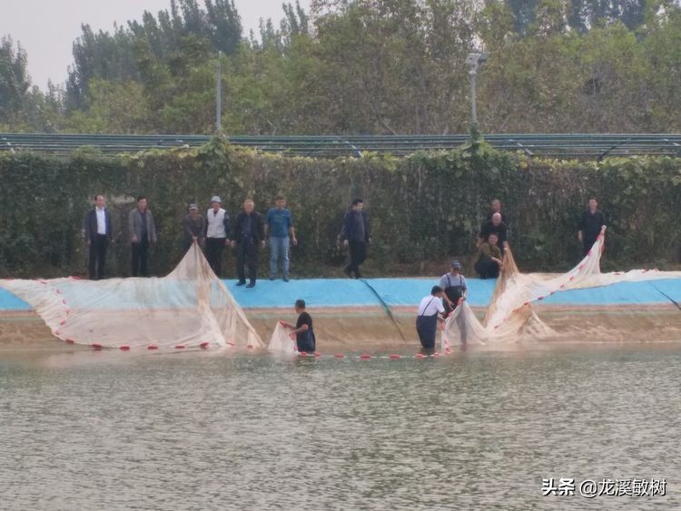 锦鲤分多少种什么样的锦鲤最好养,锦鲤要怎么选才能选到好的锦鲤