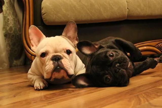 怎样给法斗喂驱虫药,养狗小技巧全部