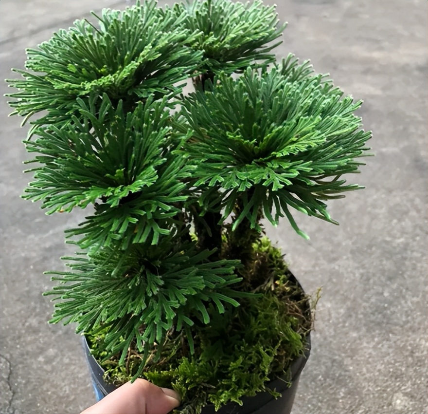 大气的花卉名字大全四个字,二字植物名字大全