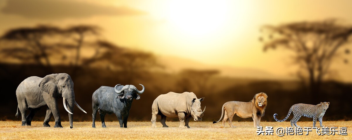 有趣的动物园作文400字以上,我家的动物园关于动物优秀作文