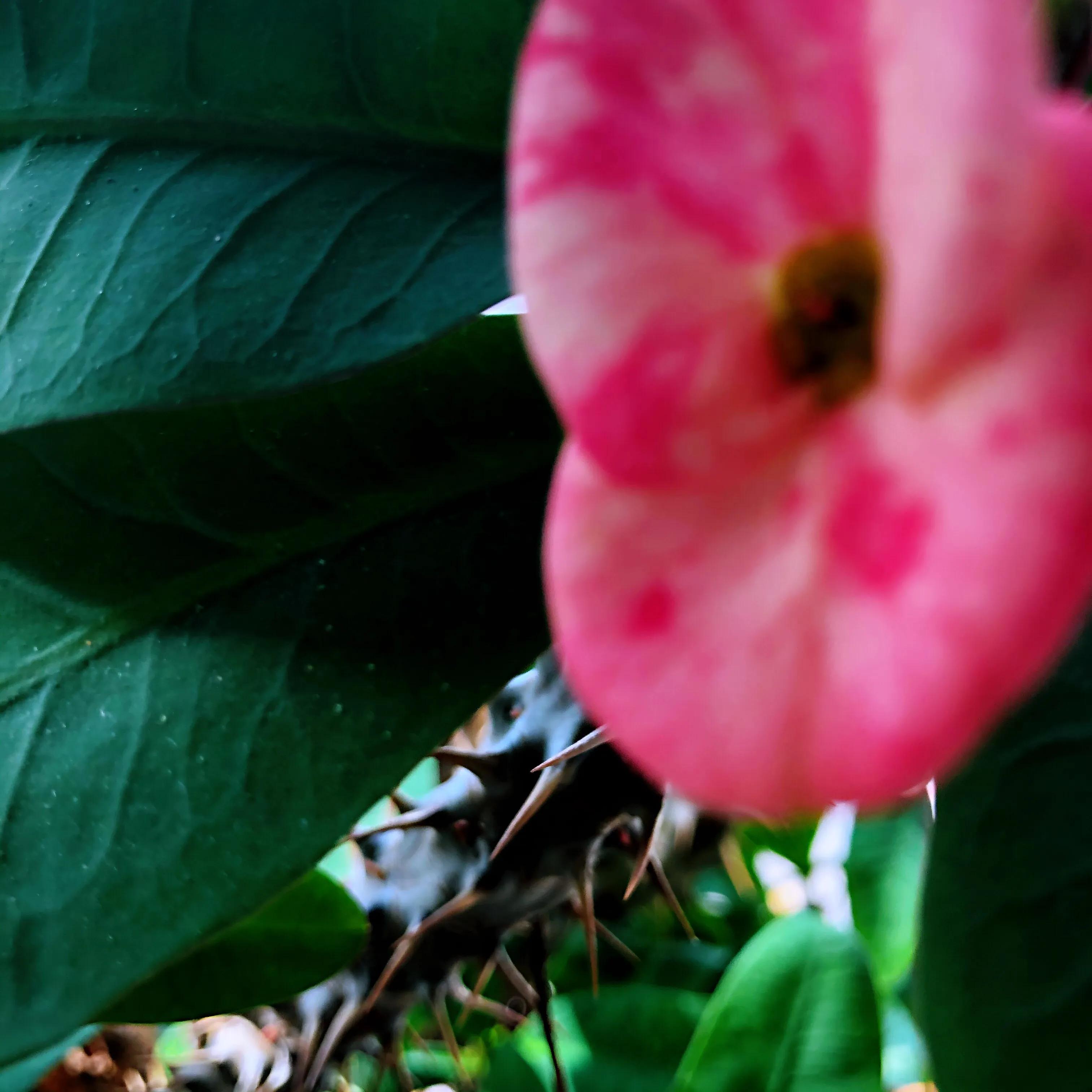 家里养什么花儿好养活,家里养的花儿图片