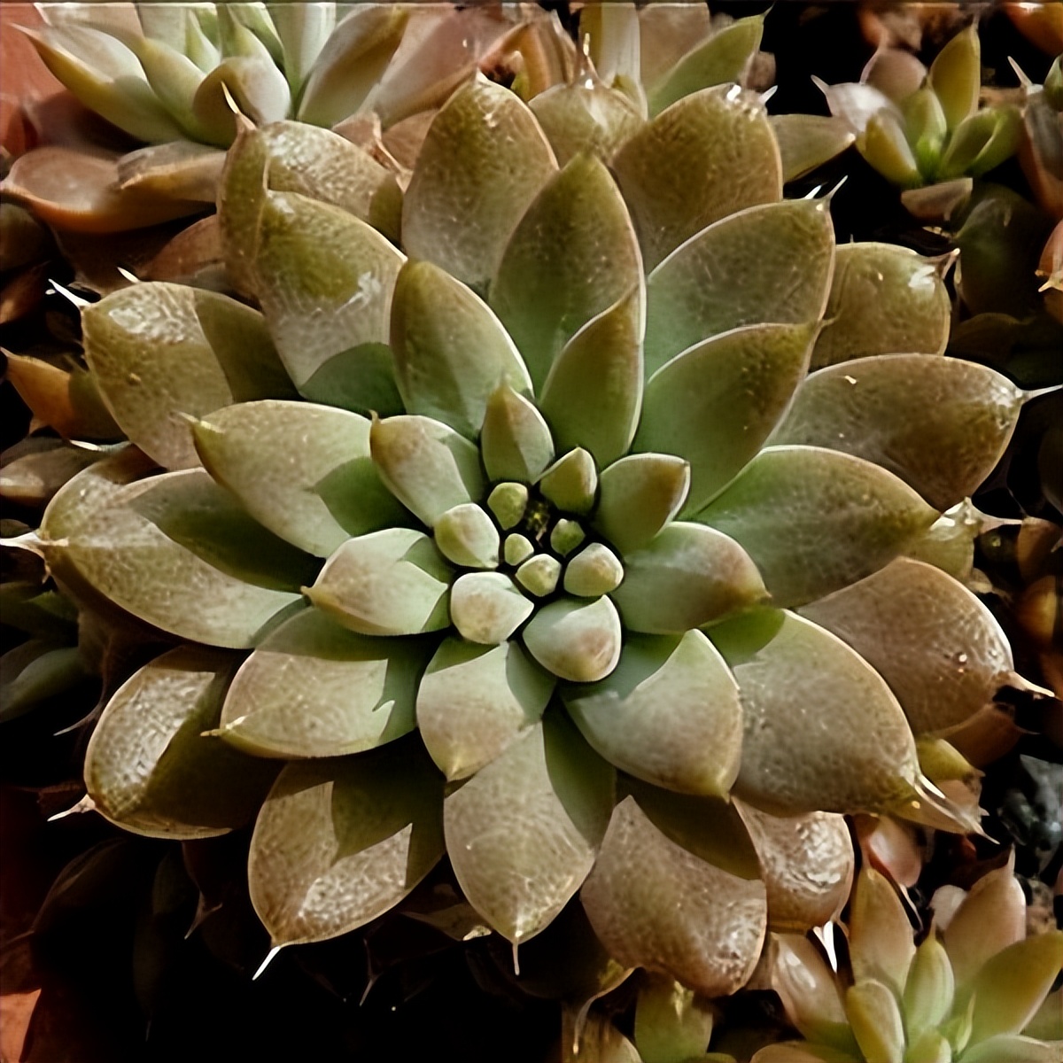 102个大类近500个多肉植物图片，都极其美丽，建议在家中也养一盆