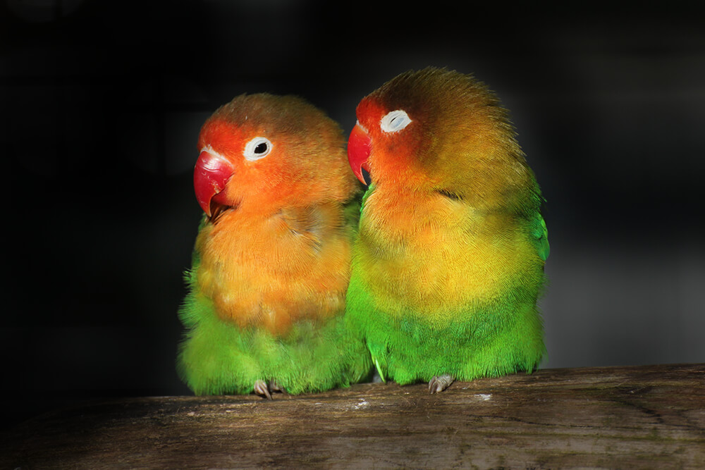 高清图集｜盘点那些“气质超群”的鸟类