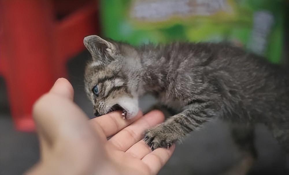 猫咪突然攻击人怎么处理,怎么训练猫咪不咬人不抓人