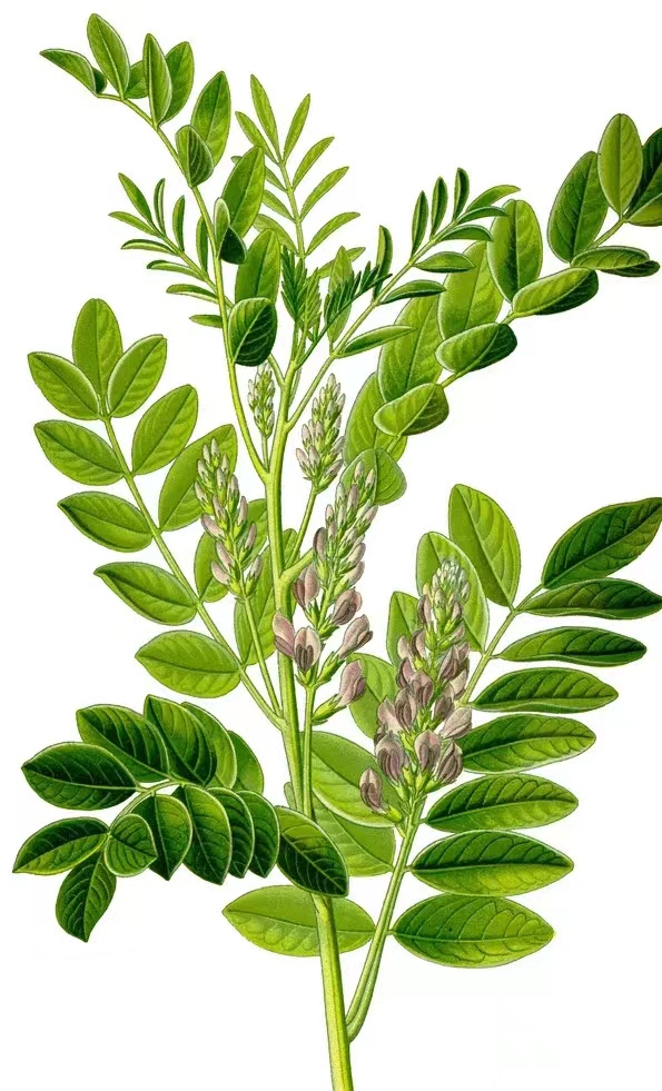 甘草中药图片,甘草中药养生