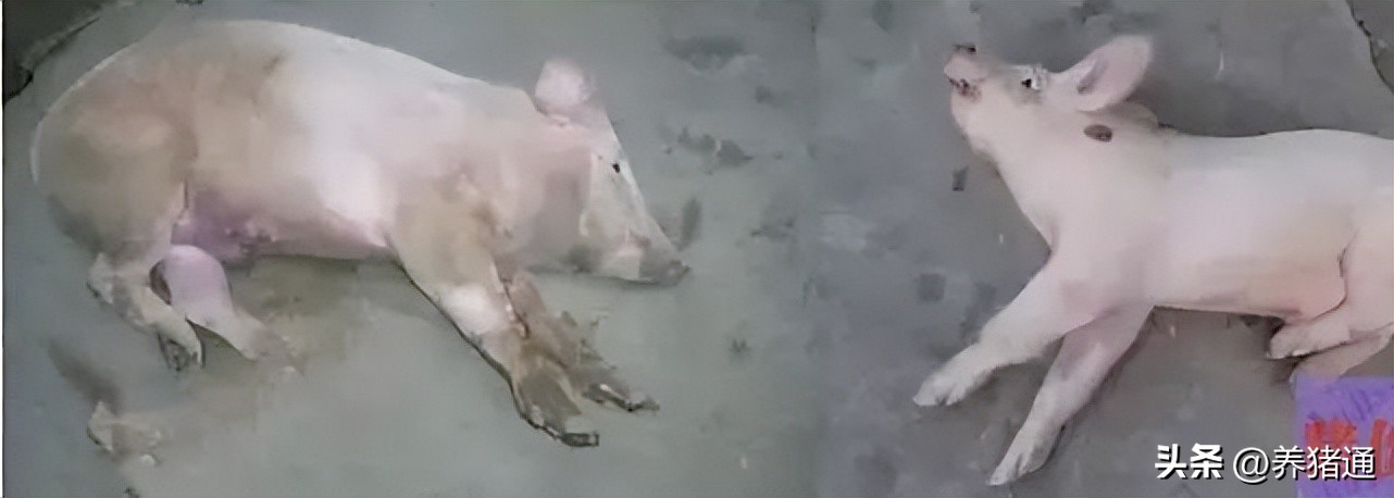 猪链球菌感染怎么预防,猪链球菌感染怎么防治