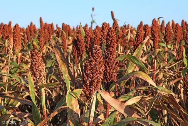 高粱种子图片大全,大片高粱成熟图片