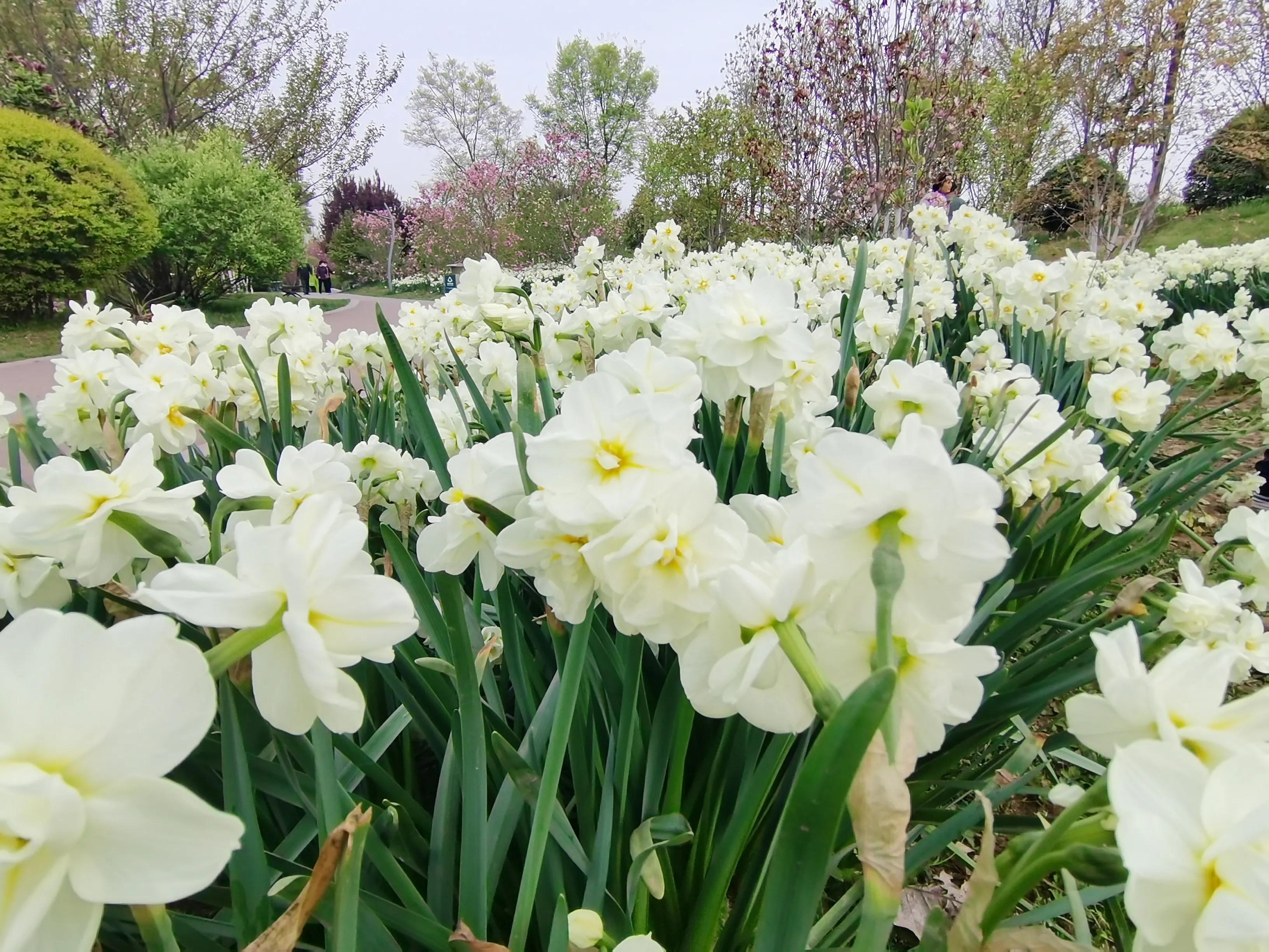 西安植物园春花怒放盛景,西安植物园海棠园