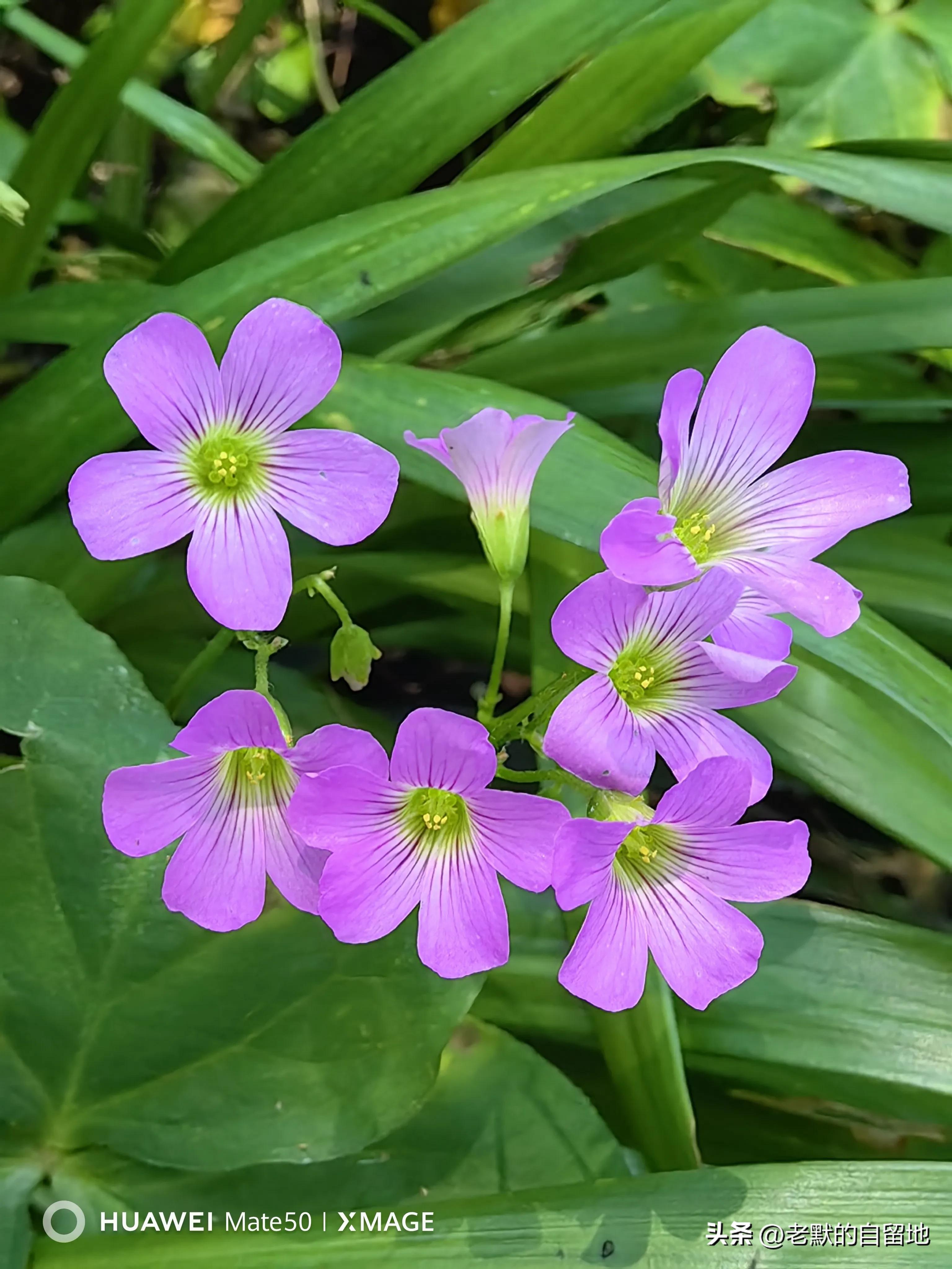 郑州市省实验小学好不好,郑州实验小学