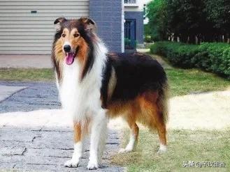 宠物狗应该怎么养详细介绍科普,宠物狗喂养及训练方法有哪些