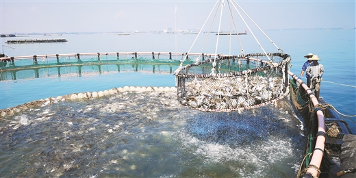 北海现代农业生态园,北海农业种植