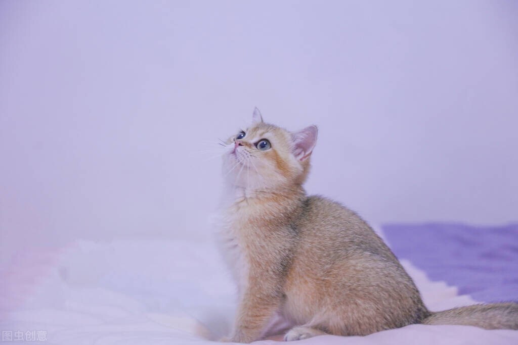 猫咪猫癣治疗全过程,猫咪治疗猫癣大概多少钱