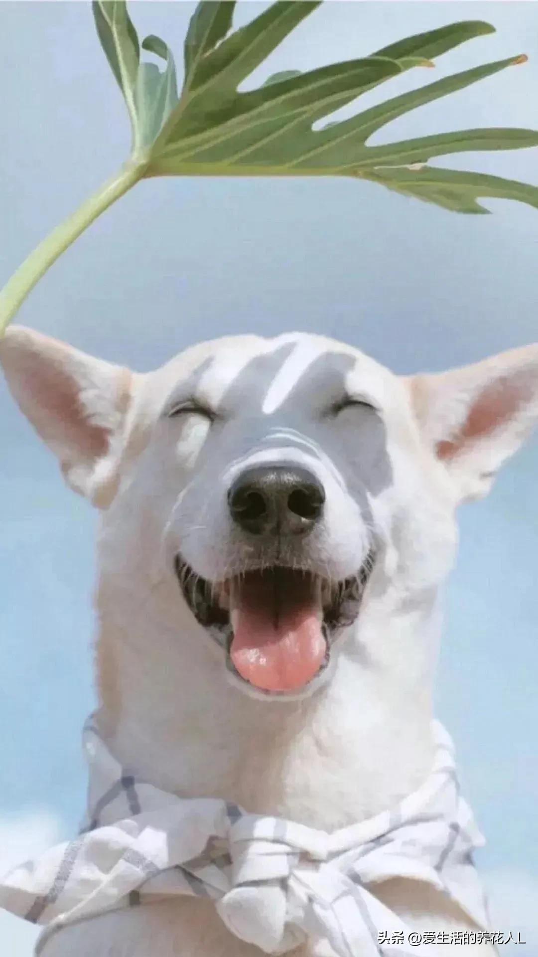 手绘呆萌可爱卡通小动物图片,可爱萌萌的小动物逗趣动图