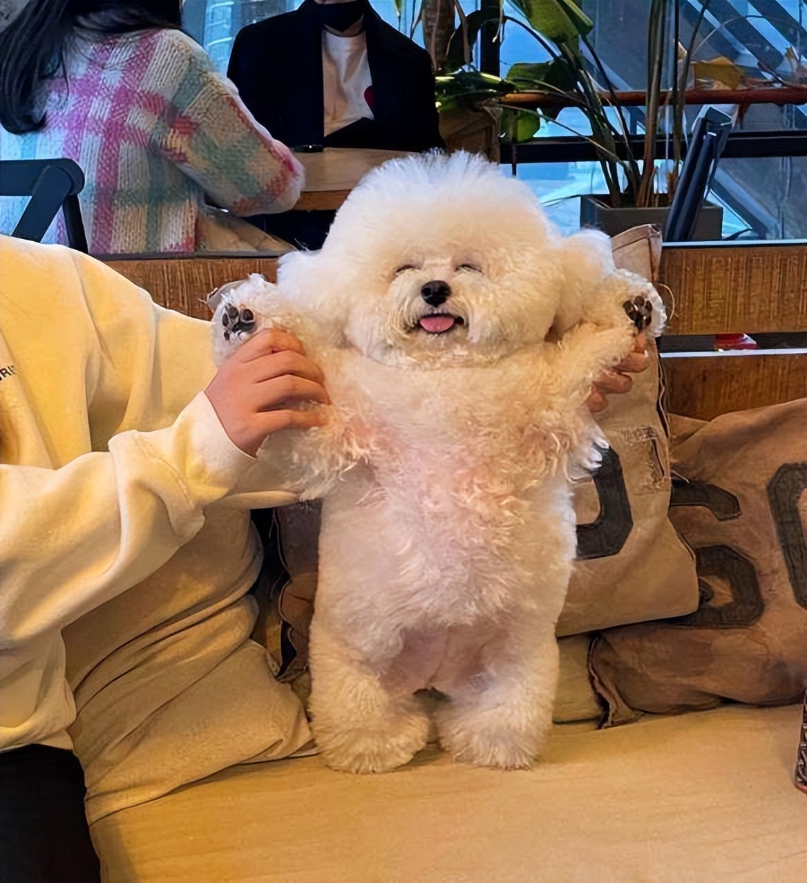 比熊犬的尴尬期是什么样子,比熊犬的缺点有哪些表现