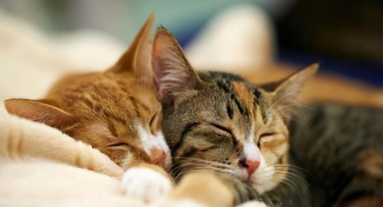 猫咪受伤后，常见的伤口的处理方法，你知道吗？