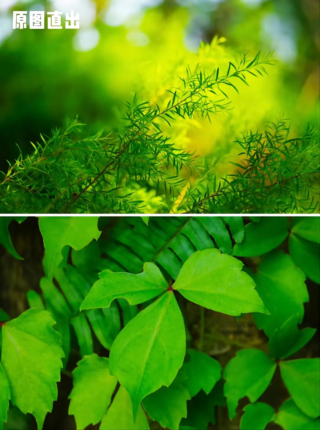 3000左右打鸟镜头推荐,二手单反推荐500元以下拍人像