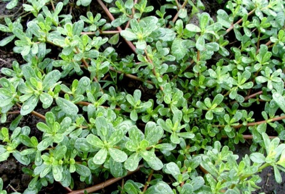 孤儿杨六斤最近情况,广西孤儿杨六斤现状视频