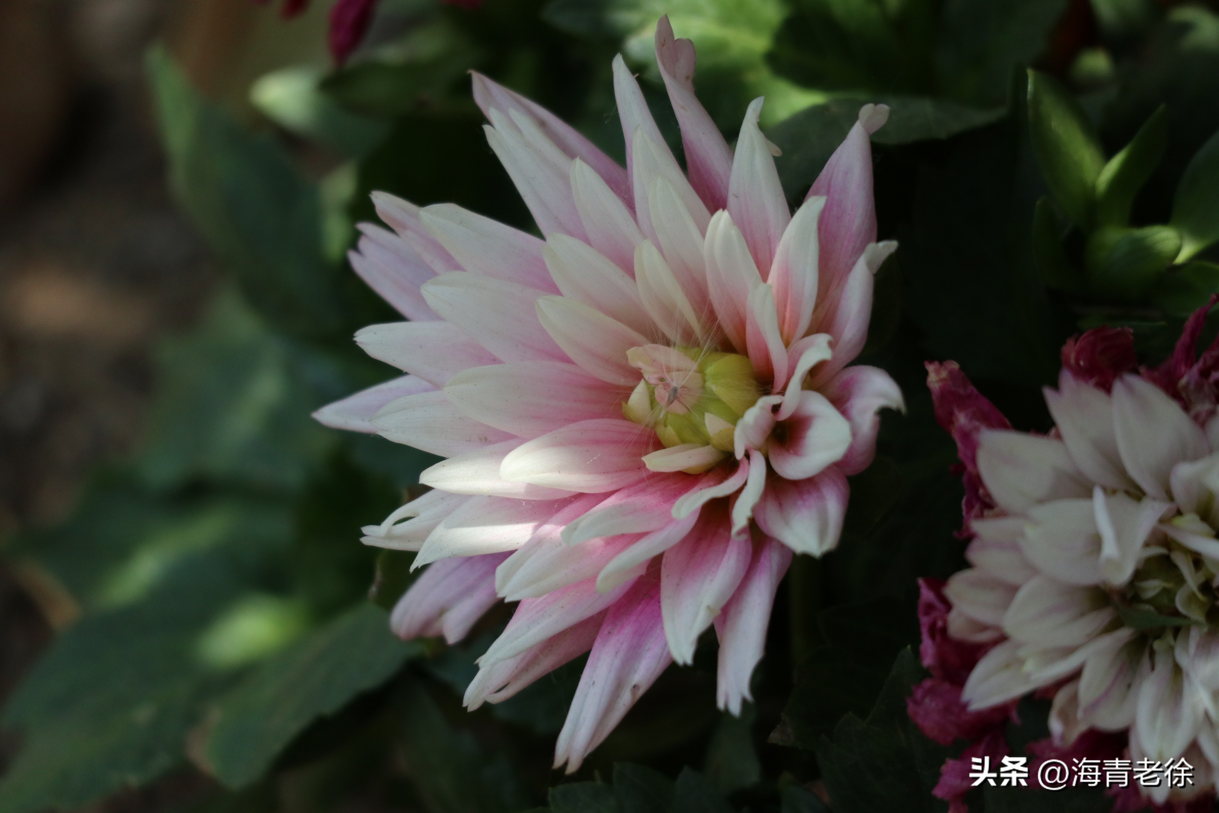 描写菊花凌霜绽妍的诗句,中国十大名花梅花图