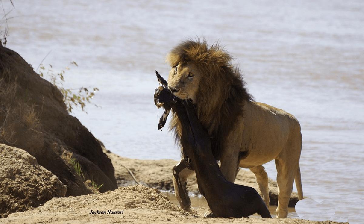 狮王刀疤被谁击败,狮王刀疤狮群称王达9年