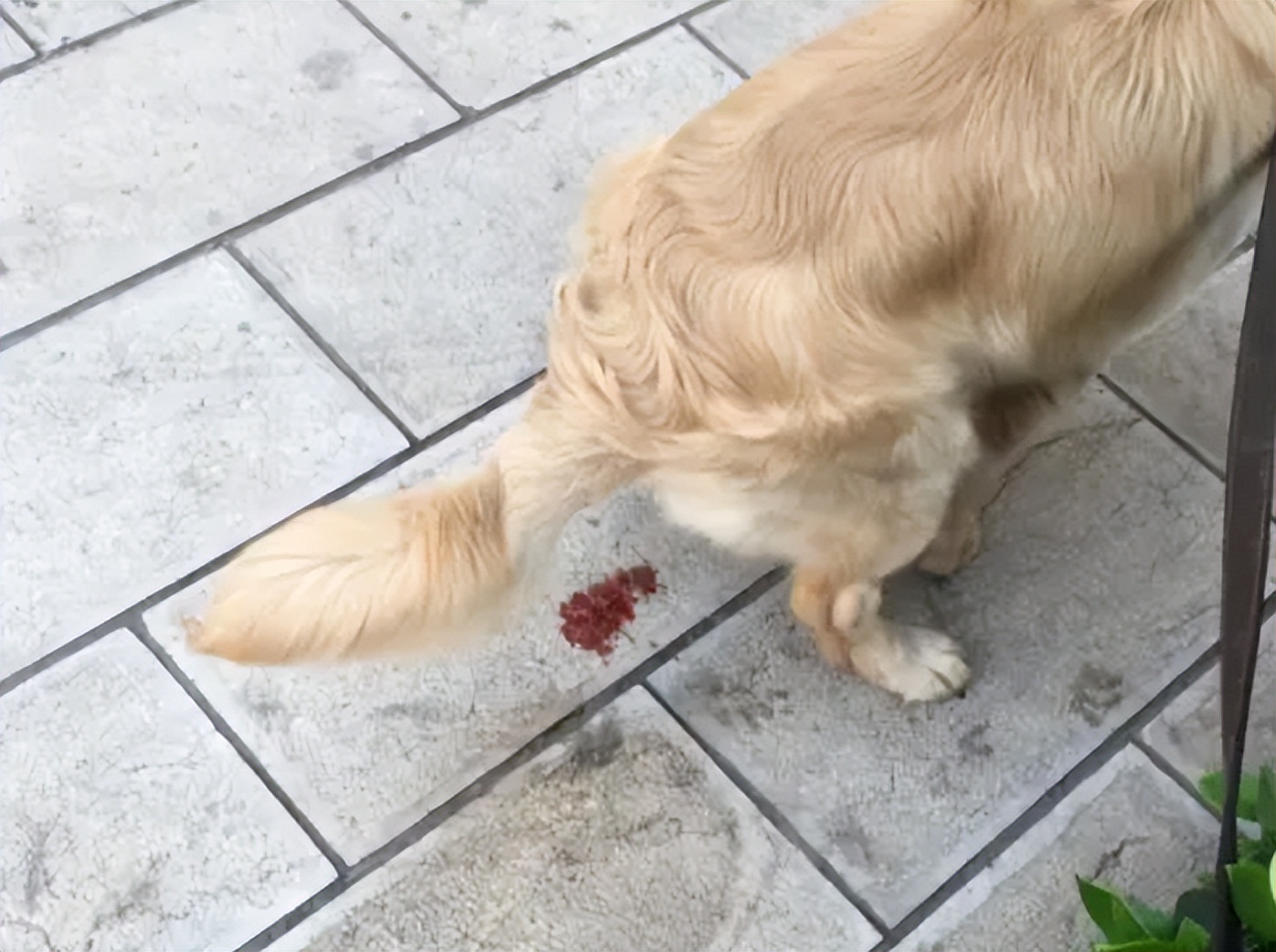 狗狗拉黑色的稀便严重吗,狗狗拉黑色的稀屎怎么回事