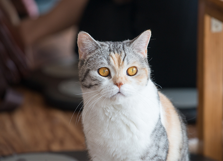 适合焦虑症养的狗,焦虑患者适合什么狗