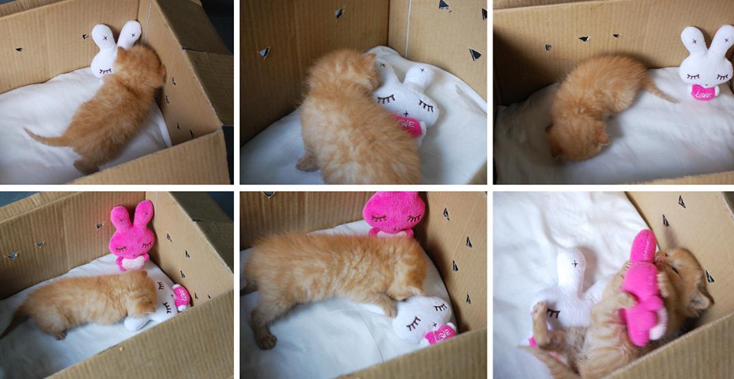 免费领养猫咪杭州,杭州领养日猫咪领养是付钱的吗