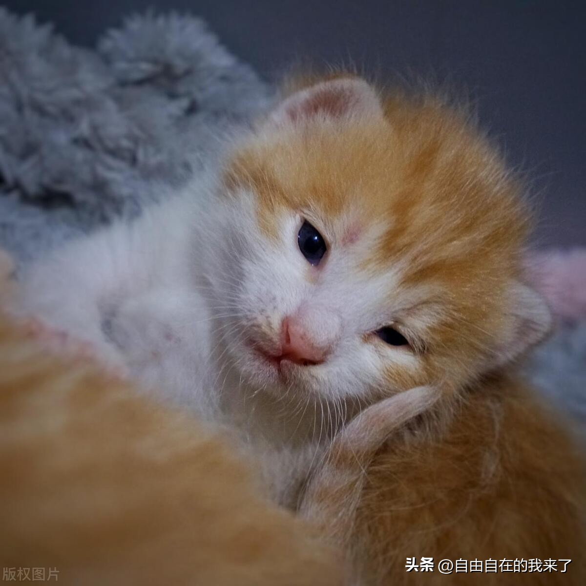 猫咪感冒发烧保险能不能用,猫咪感冒主人花了五六千没治好