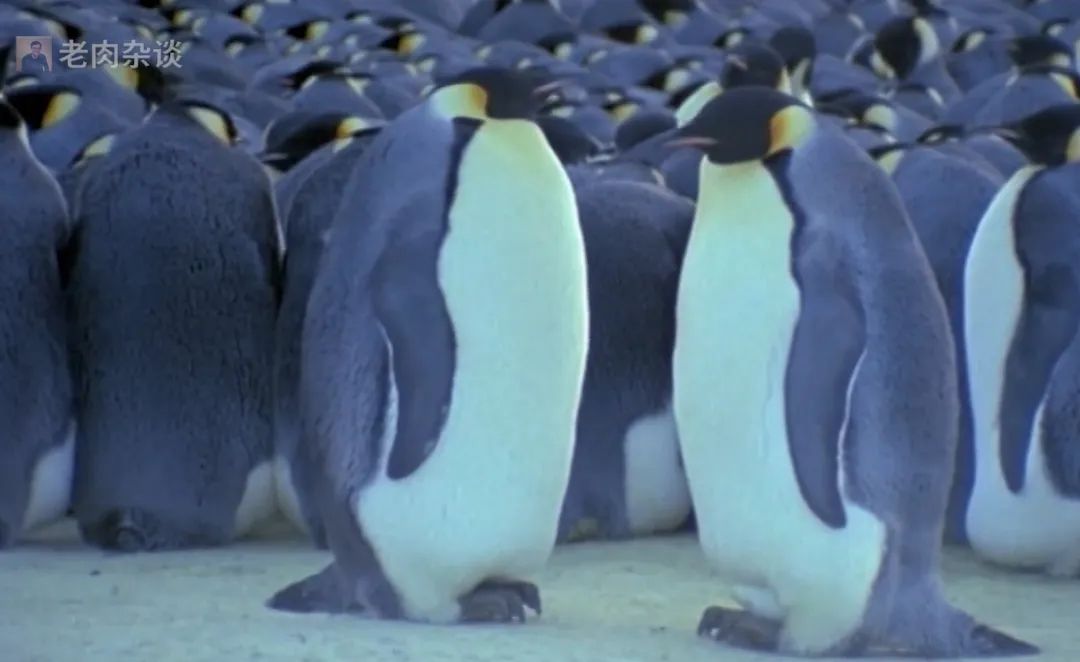 万万没想到，有一天，我们会被动物“教做人”！