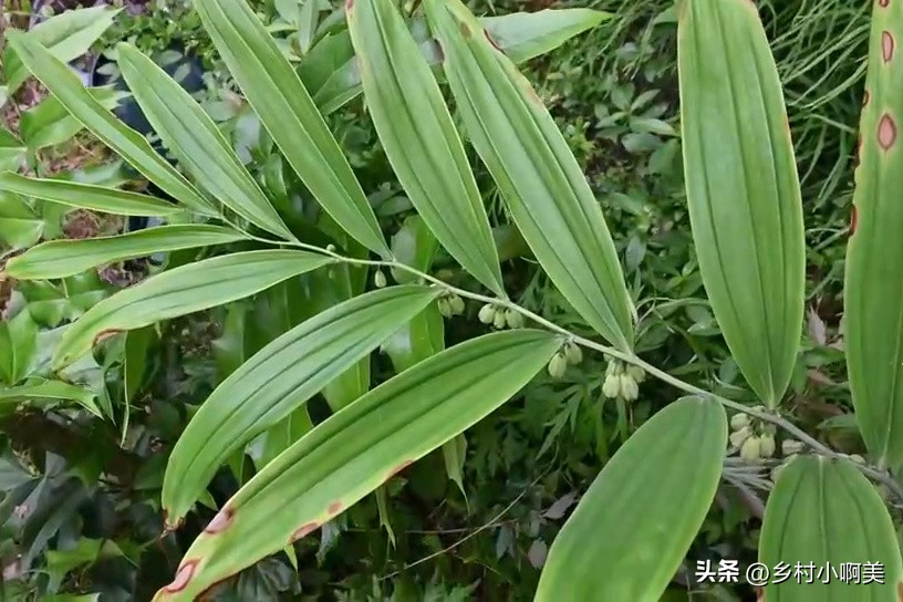 俗称小人参的植物煲汤,鸡头参有什么疗效