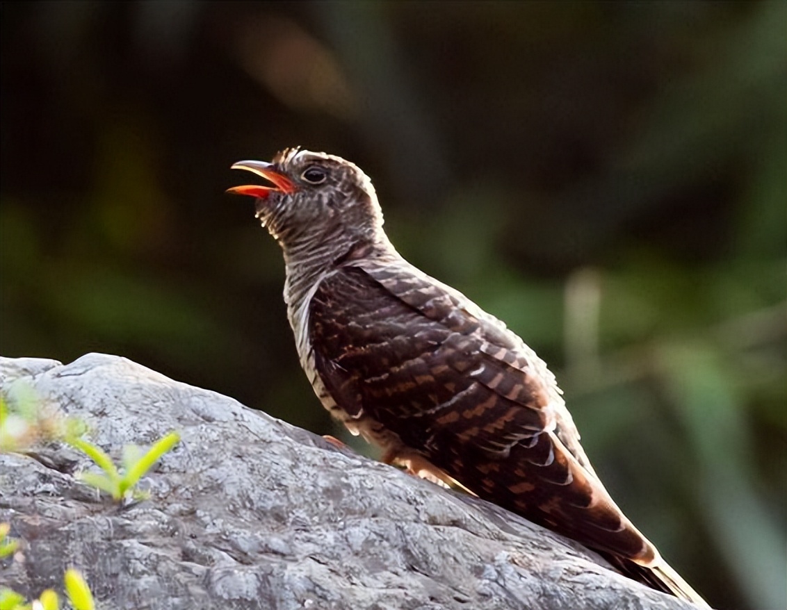 杜鹃鸟鸠占鹊巢的解释搞笑,鸠占鹊巢杜鹃鸟比鸟妈妈还大