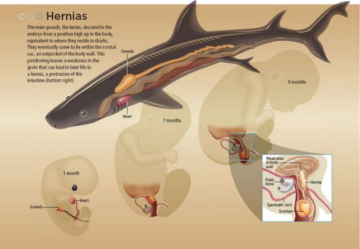 人类到底是原住民还是外星移民,人类是不是星际移民