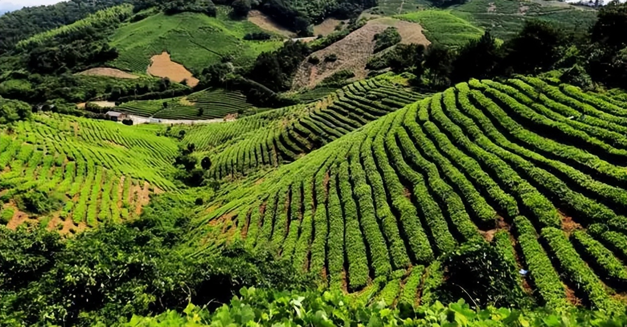 天目湖白茶的功效与作用,天目湖白茶喝法