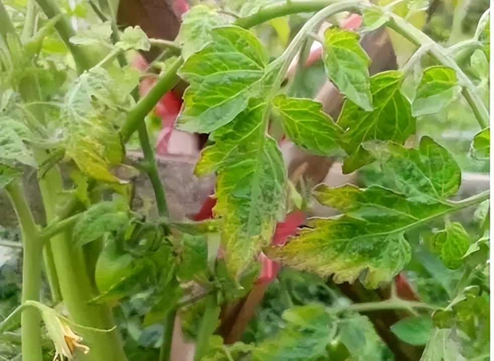 快速检测真菌感染,快速识别作物病害