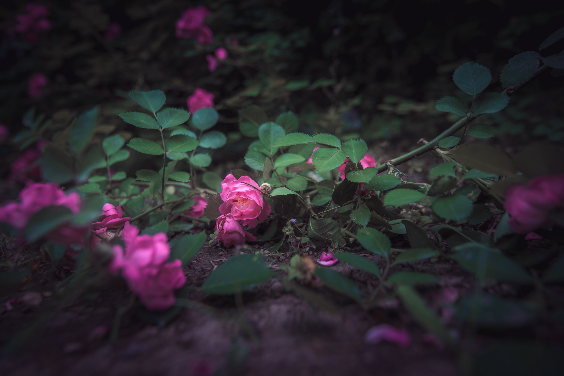 爱上已婚男人该怎么做才能放弃,爱上已婚男人正确做法