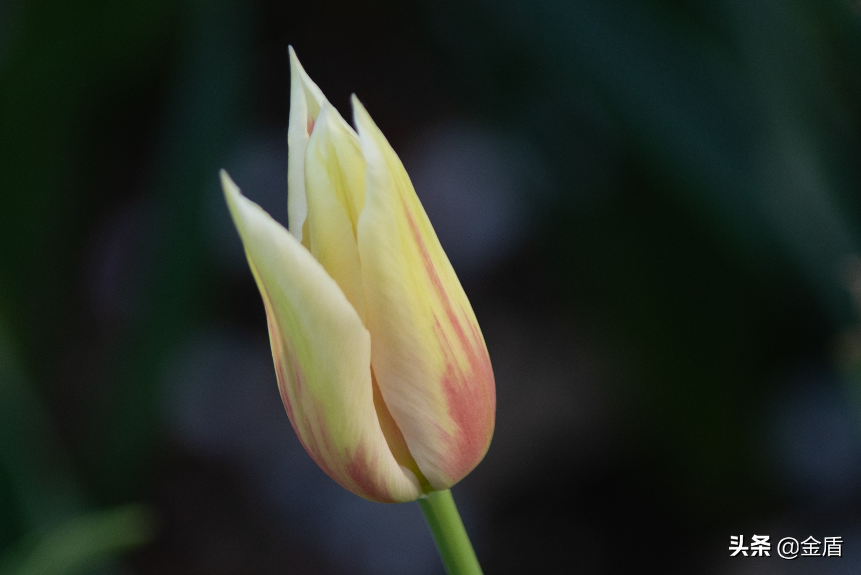 花中皇后郁金香全集,花西夫人郁金香