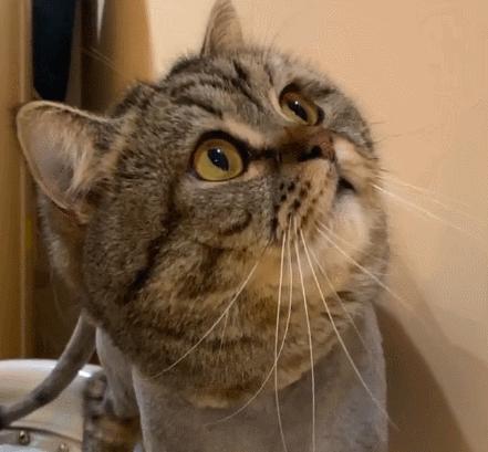 猫为什么总是喜欢盯着我看,猫为什么一直盯着你看