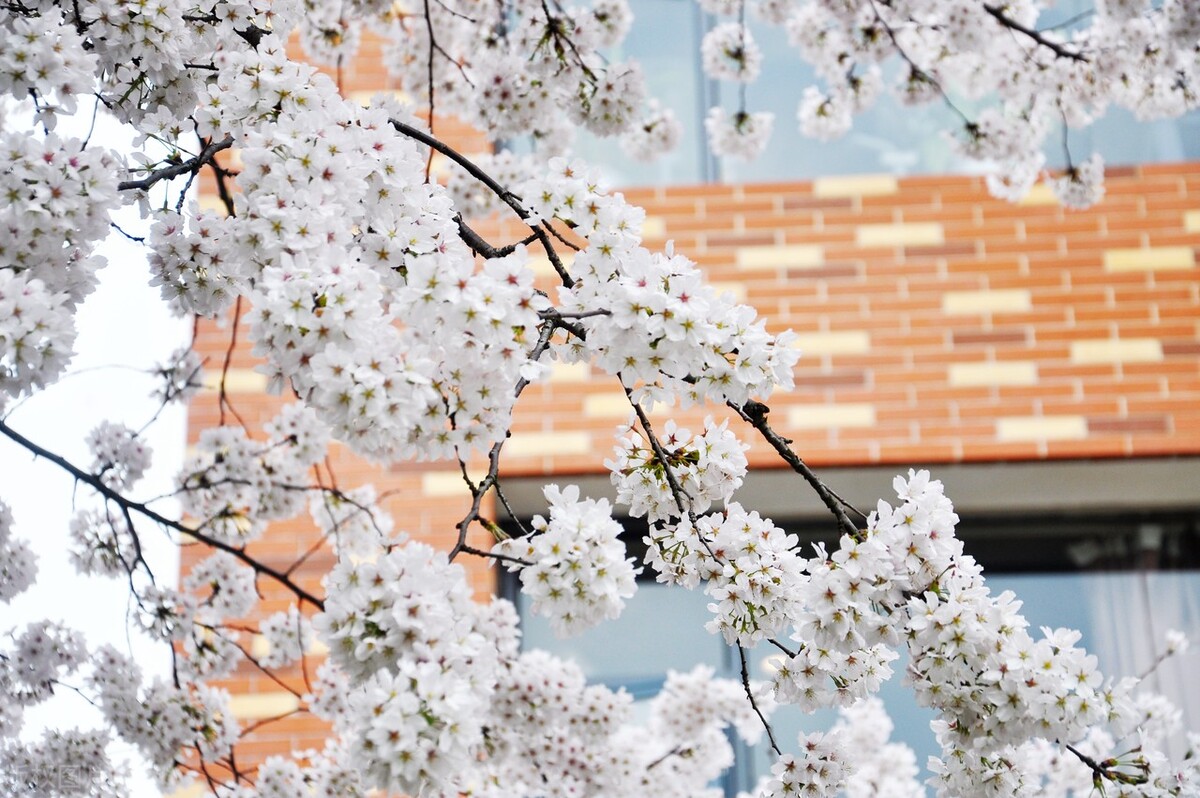 农业大学成人专升本,华中农大成人专升本