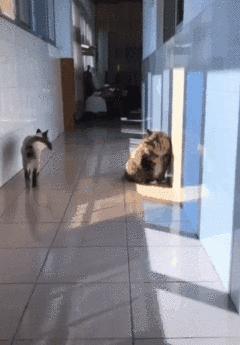 你以为你养的中华田园猫,家里养了中华田园猫