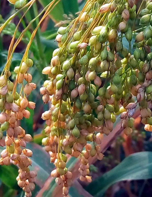 鲁西南记忆图片,鲁西南农村记忆