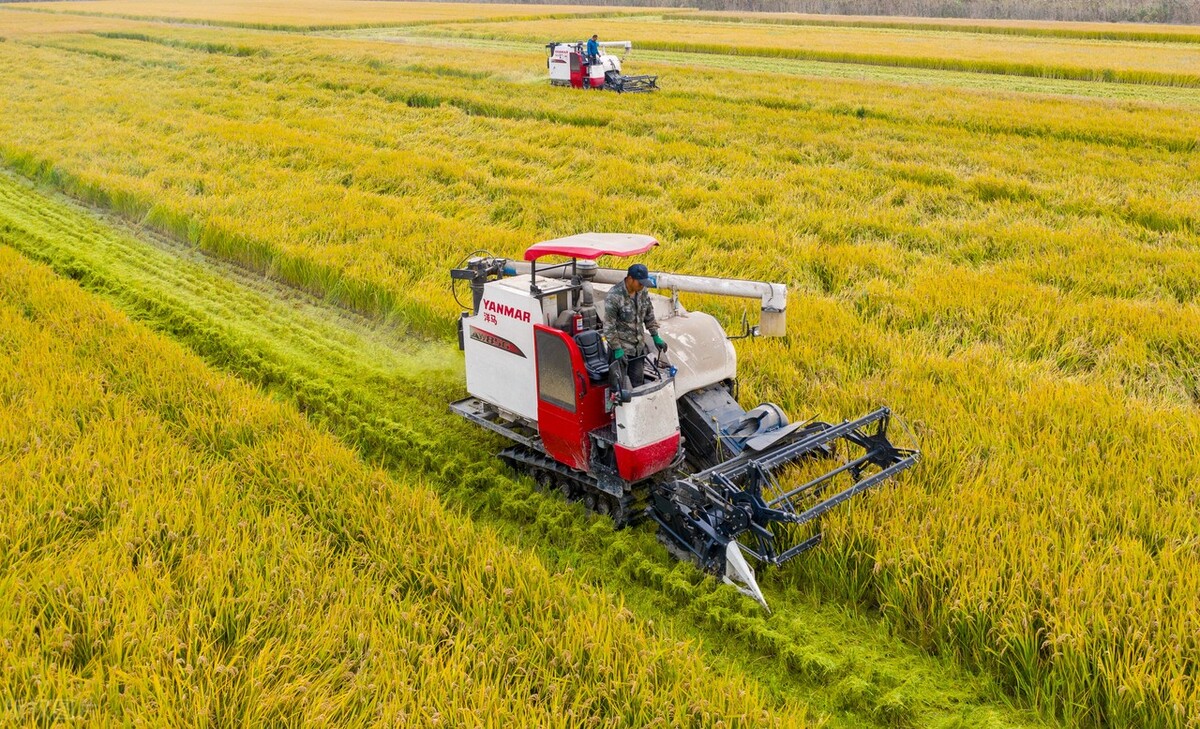沃得锐龙水稻收割机作业视频,沃得锐龙125马力水稻收割机报价
