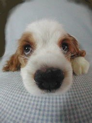 哪里给狗狗修毛好看,秋天还要给狗狗修毛吗