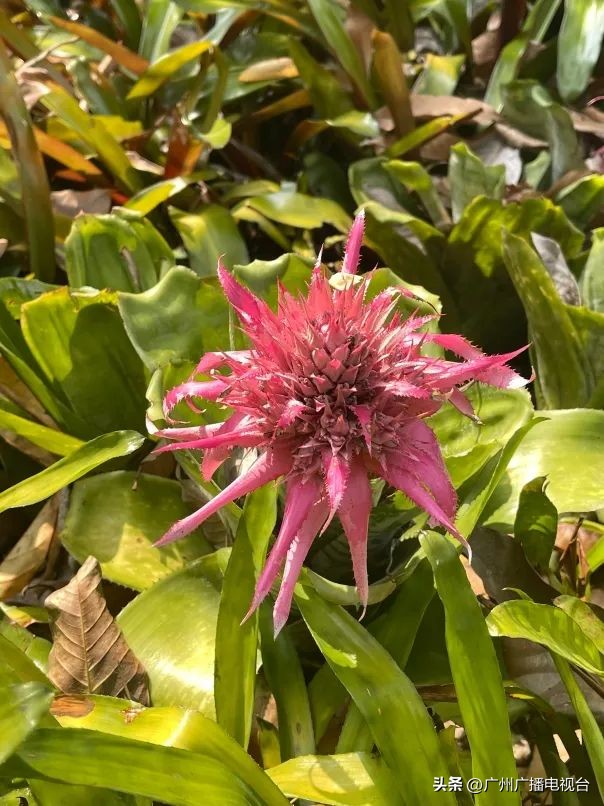 2023年全国兰花展预告,世界上最好看的兰花展