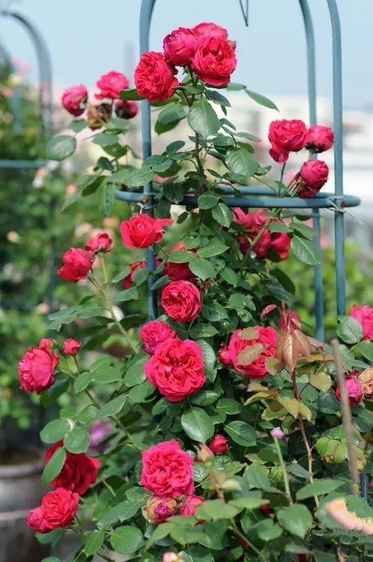 适合小院养的好看又常开花的花,院子里好养的花四季开花