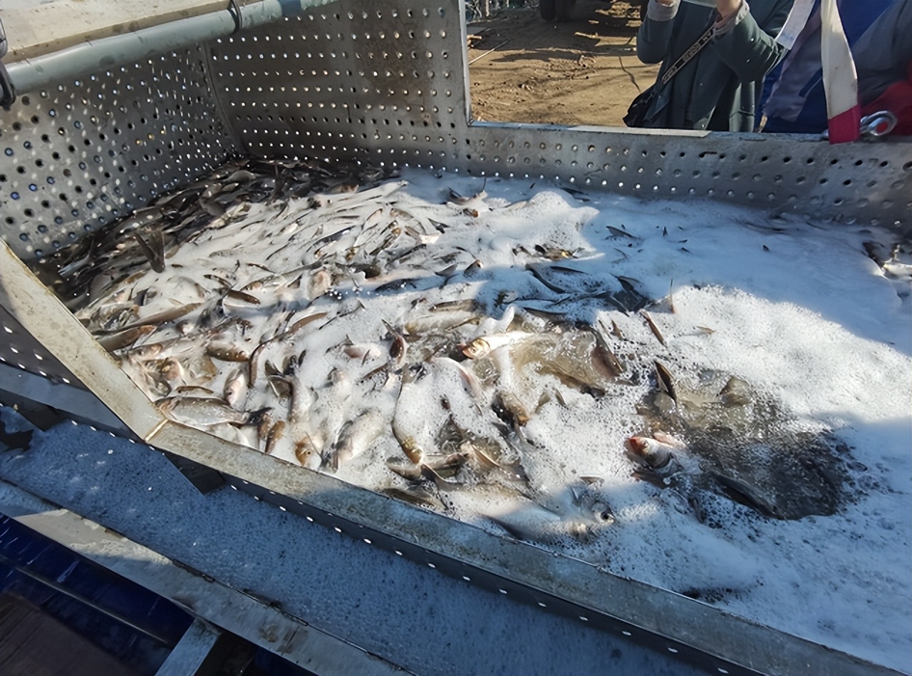 密云水库开渔忙他们为渔民护航,密云水库的鱼什么时候有捕捞的