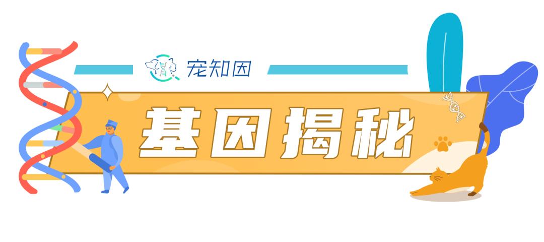 重点色德文卷毛猫棕色,德文卷毛猫有什么基因缺陷吗