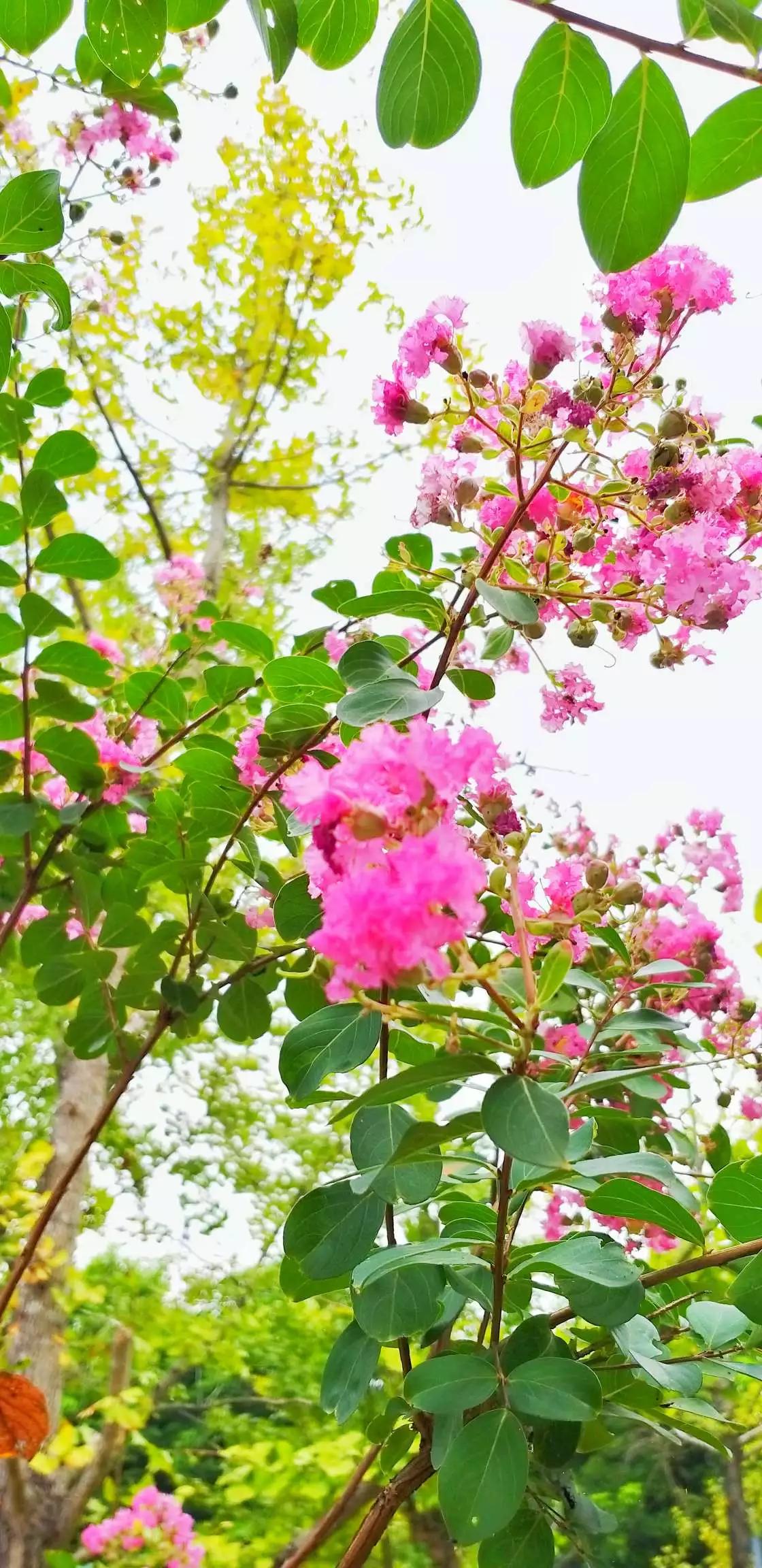 认识各种花的花名,认识各种花的名称